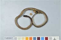 藏品(黑頭蛇)的圖片